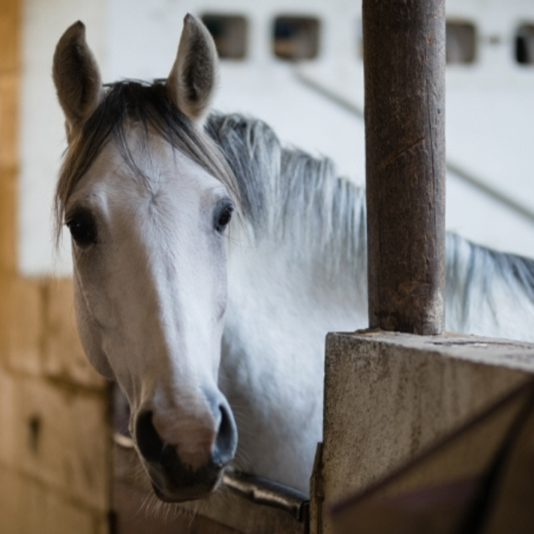 Horse of the World